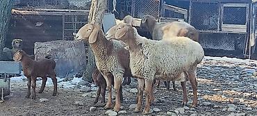 Продаются матки с игнятами