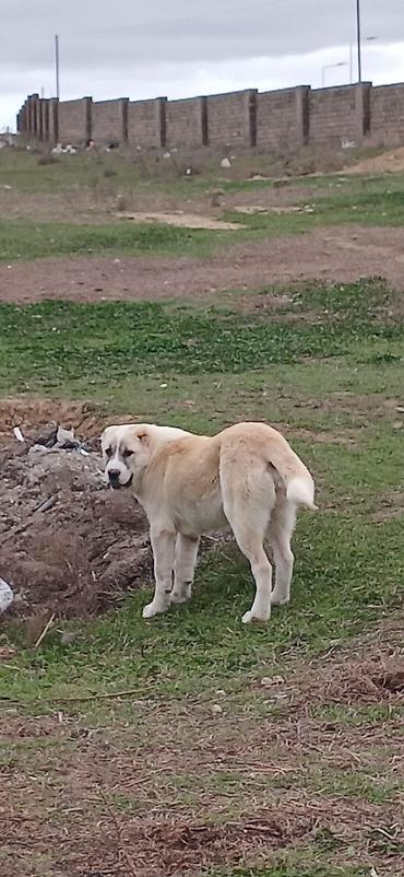 İtlər: Qurdbasar, 4 ay, Dişi — 1