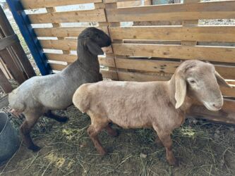 охотничый собака: Сатам | Козу | Арашан | Көбөйтүү үчүн