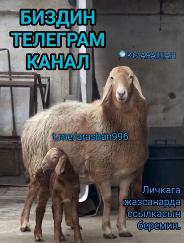 продаю козы: Продаю | Овца (самка), Ягненок, Баран (самец) | Арашан | Для разведения | Племенные, Котные, Осеменитель