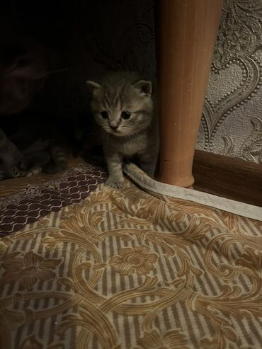 Pişiklər: Britan, Erkək, Dişi, Ünvandan götürmə -da lalafo.az — 8 Pişiklər: Britan, Erkək, Dişi, Ünvandan götürmə — 8