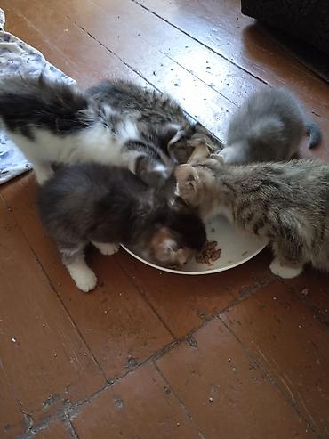котят ош: ОТДАМ КОТЯТ И КОШЕК,здоровые, ЧИСТЫЕ,помогите пожалуйста кто не может — 1