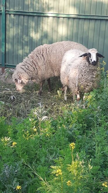 услуги стрижки овец: Продаю | Овца (самка) | Меринос