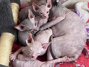 Продажа кошек: Продажа кошек — 3