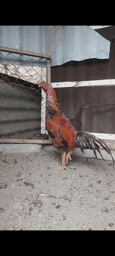 Xoruzlar: Temiz turk cinsi 11 ayliq bece satiram. cox super heybandi. meydan — 5