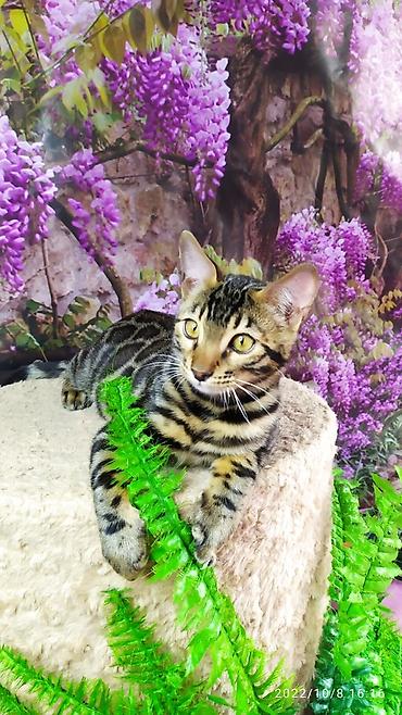 Продажа кошек: Бенгальские Детки .проф питомник Бен Гла Мур. предлагает Девочек и — 7