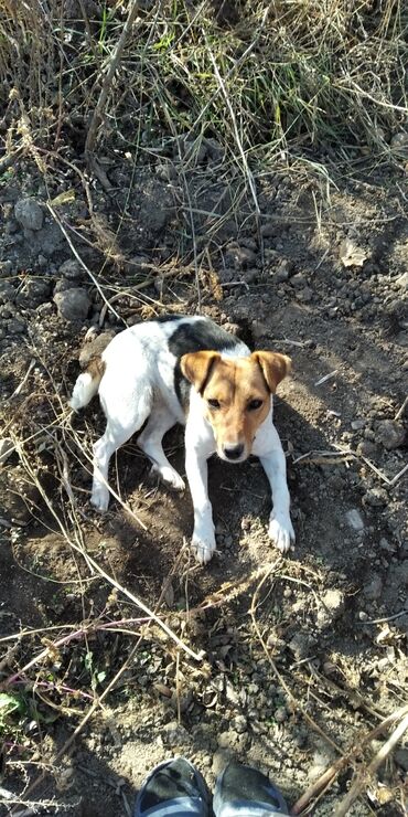 собака той терьер: Порода: маленькая гладкошёрстная собака типа терьера (окрас триколор