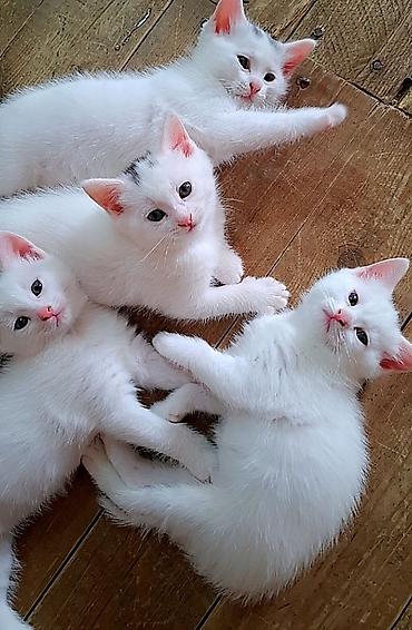 pisik cut: Yaxşı əllərə — 2