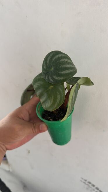 саженцы граната: Растение пеперомия арбузная (Peperomia Argyreia) в компактном зеленом