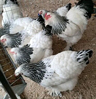питомники кошек в баку: Brama Layt.Təmiz Qandır.Yumurtası 3 Azn.Damazlıq 1 Ədədi 40 Manatdan