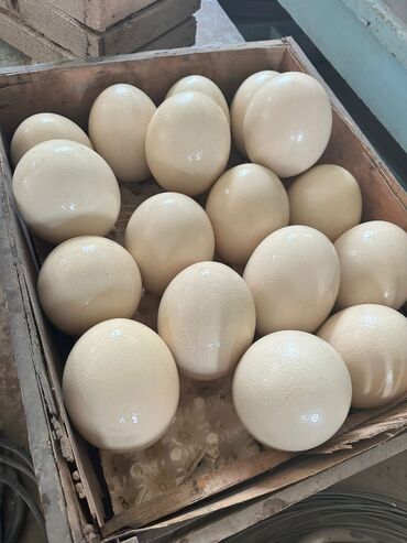перепелинное яйцо: Страусиные яйца
страус, страусы, страусиное
