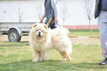 Psi: Cau cau Chow chow stenad najlepsi pokon za novogodisnje praznike otac — 9