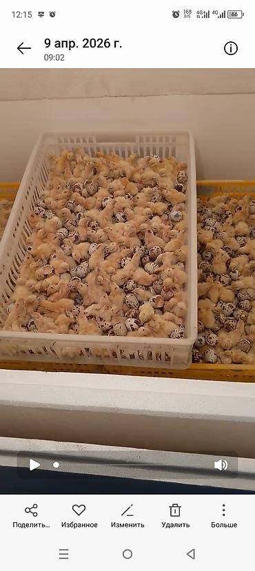 перепелки суточные: Перепелка от суточных до несушек маточное поголовье привозное Техас — 10