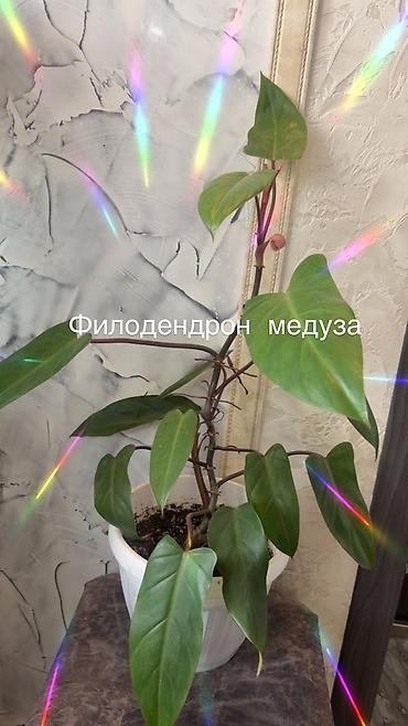 Монстеры: Монстера Альба с пестрыми бело-зелеными листьями, растущая в белом — 16
