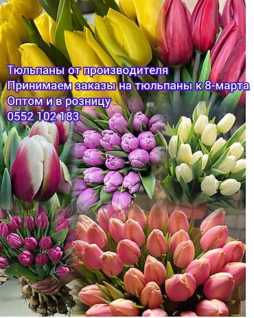 Цветы и букеты: Тюльпаны от производителя - Выгонка тюльпанов в собственных теплицах at lalafo.kg — 3 Цветы и букеты: Тюльпаны от производителя - Выгонка тюльпанов в собственных теплицах — 3