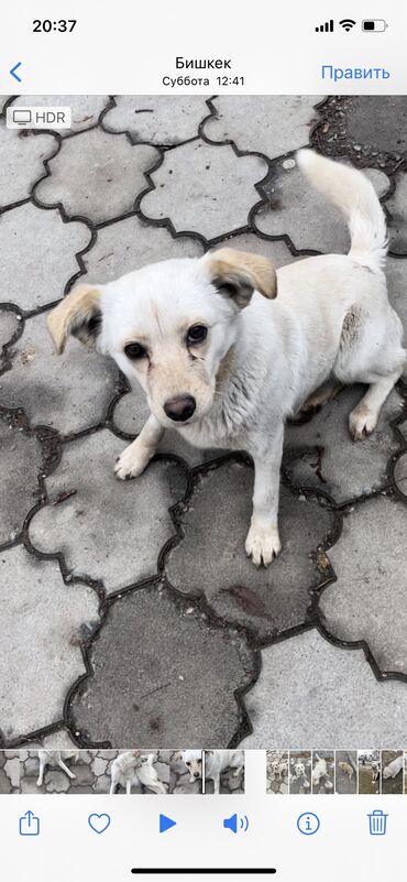 вольеры для щенков in Кыргызстан | ЗООТОВАРЫ: Молодая собачка возраст 8-9 мес среднего размера здоровая