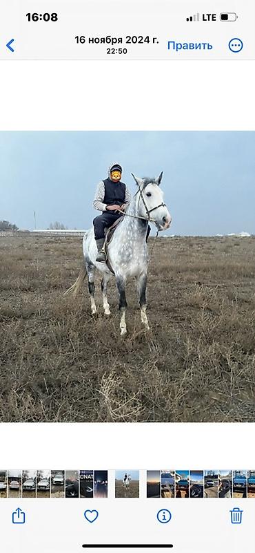 Лошади, кони: Продаю | Конь (самец) | Конный спорт | Племенные — 8