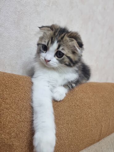 Qızıl şinşilla, Dişi, Ödənişli çatdırılma