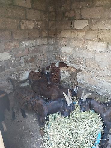 Keçilər, çəpişlər: 11 ədəd çəpişdi 3 ayliq çepislərdi sağlam heyvanlardi ot arpa yeyir — 3
