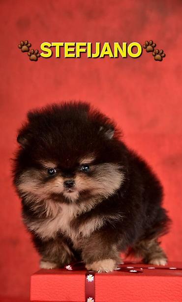 Psi: Pomeranac Boo. NOVO! Ekskluzivni dugo ocekivani stenci pomeranca u — 6