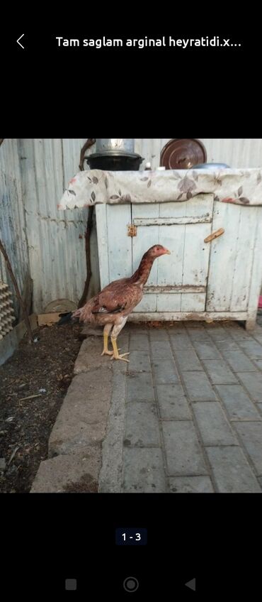 ördək ətinin qiyməti: Toyuq, Damazlıq, Ünvandan götürmə