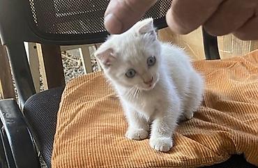 голубей: В добрые руки Котята,из нескольких малышей разных окрасов: - — 1