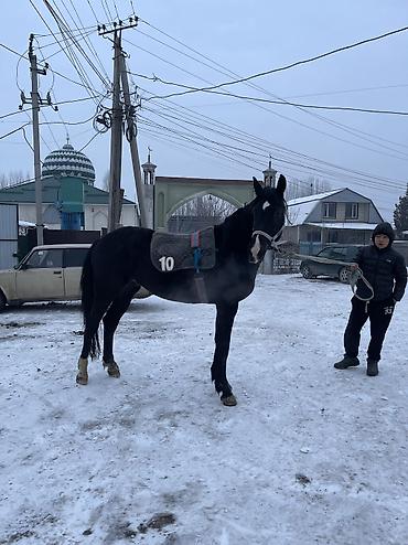 Лошади, кони: Продаю | Конь (самец) | Конный спорт | Племенные — 13