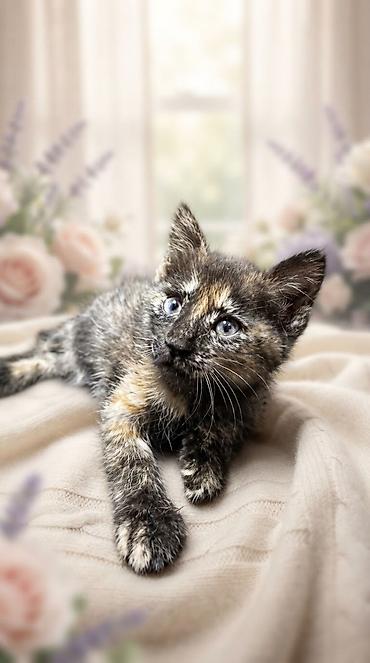 приют котят: ❤️ В добрые руки отдаются очаровательные котята! 🐱 Есть и мальчики, и — 5