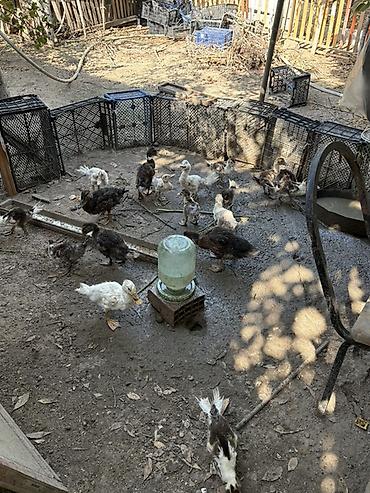 mandalina ördek: Məhsul: Cücələr və ördək balaları (qarışıq rənglər) Təsvir: - Həyət — 2