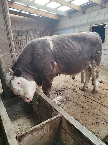 Коровы, быки: Продаю | Бык (самец) | Герефорд | Для разведения | Привязанные — 4