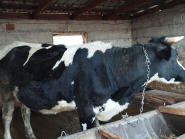 французский бульдог цена щенка: Продаю | Корова (самка) | Для молока | Привязанные