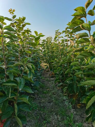 Tinglər: Her sor tinglermiz movcuddur yerli və xarici sortlar var sortlara — 3