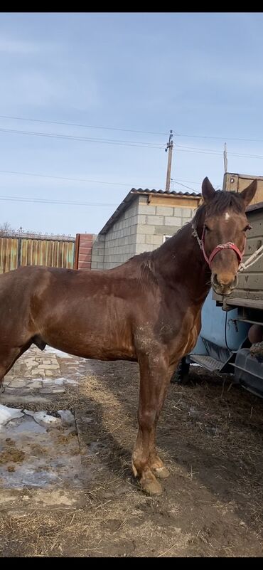 Лошади, кони: Продаю | Horse, Stallion | Для разведения, Horseback Riding