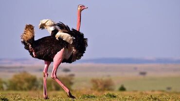 страус птица: Продаю Африканских страусов 3 страусихи 1 страус Комплект Возраст 5