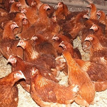 цыплята ломан браун купить: Продаются несушки породы ломан браун 1,5 месячные около 200голов