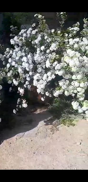 sitili: Ağ çiçəkli bəzək kolları – spirea (iyun gülü) fidanları - Bitki növü — 2