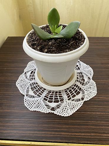 pilasdik qaplar: Sukulent – Crassula (Pul Kolu) - Bitki: Crassula ovata (pul kolu) – — 2