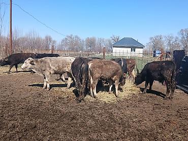 Коровы, быки: Продаю | Бык (самец) | На откорм — 6