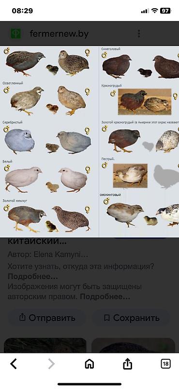 Другие с/х животные: Китайские расписные перепелки - Породы/окрасы: смешанные – тёмные — 2