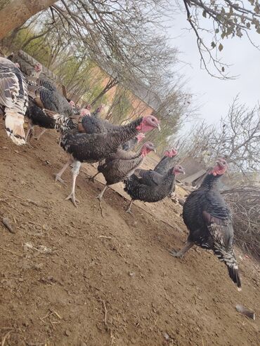 Hinduşka: Salam aleykum Bu ilki hinduskalardir kentde yetisdirilib tebii — 7