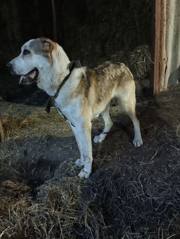 собаки карабалта: Продаю собаку алабай ( сука) возраст год