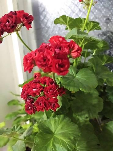 Другие садовые цветы и кустарники: Комнатные цветы от 350 сом ❗❗ — 1