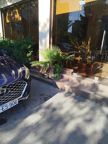 palm: Satılır: Açıq məkan üçün dekorativ xurma palmaları - Növ: Fan palm — 1