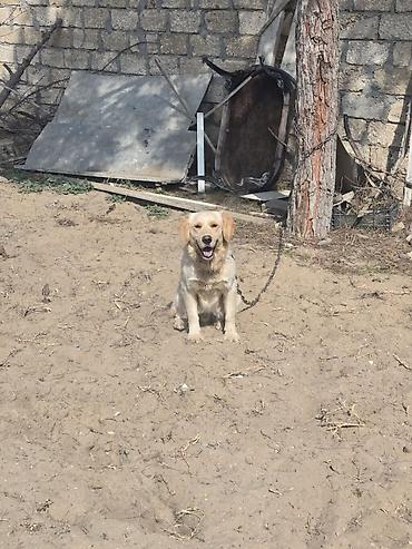 golden retriever golden: Retriever — 6