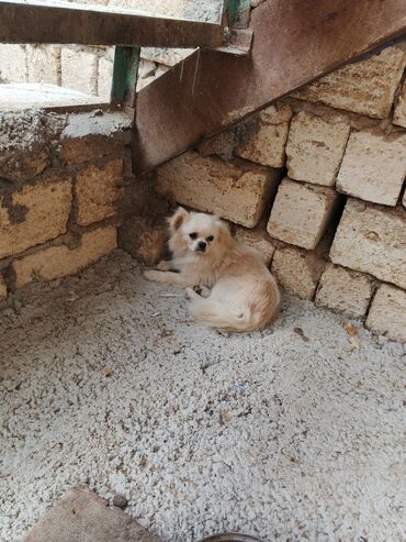 Coğrafiya: Pekines, Erkek, Peyvəndli, Ünvandan götürmə