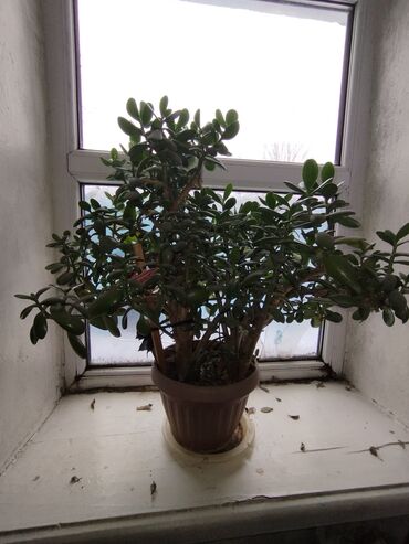 Денежное дерево: Продаю комнатное растение "дерево" 1000 сом. есть ещё только маленький