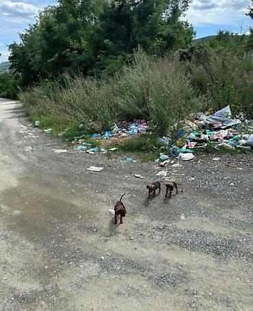 obuca ps: Štenci mešanci, malo leglo od tri kučeta. Na fotografijama se vide — 3