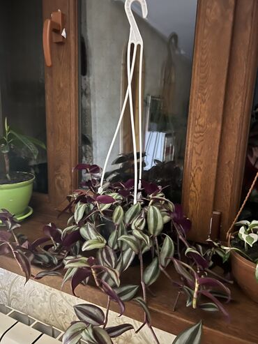 Otaq bitkiləri: Her nov guler var endirimnen verecem Gencedi istiyen yazsin satiş -da lalafo.az — 49 Otaq bitkiləri: Her nov guler var endirimnen verecem Gencedi istiyen yazsin satiş — 49