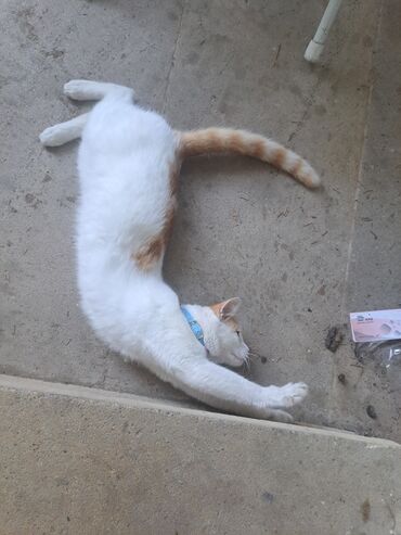 Pişiklər: Yaxşı əllərə — 7