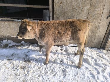 Коровы, быки: Продаю | Бык (самец) | На откорм | Привязанные — 9